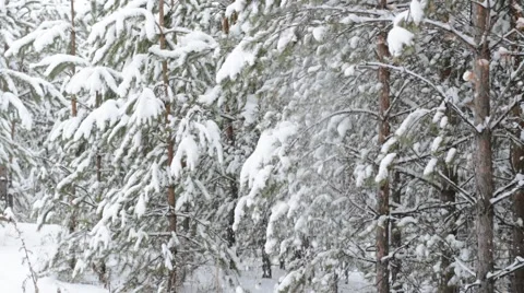 Snow falls from the branches of trees Stock Footage 57062600