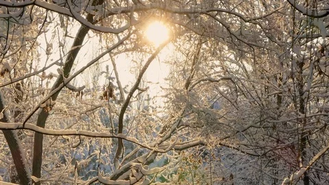 Snow falls from the branches of trees Stock Footage 83323281
