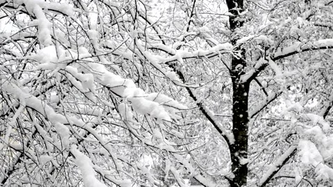 Snow falls on the branches of trees Stock-Footage 147488064