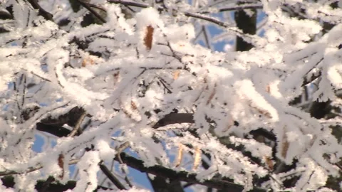 Snow falls off the branches. Winter trees. Video stock 101249222