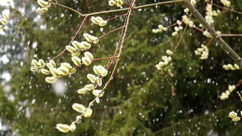 Snow falls on catkins in march - forest in background - slomo Video stock 167798492