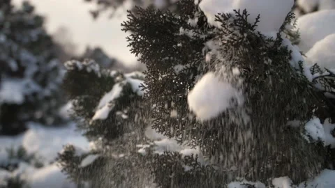 Snow falls from the christmas tree slow motion.Winter cold weather nature Stock Footage 225934346