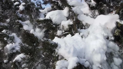 Snow falls from the christmas tree slow motion.Winter cold weather nature Stock Footage 225934531