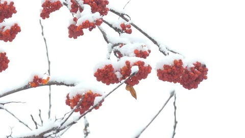 Snow falls on the clusters of mountain ash. Vídeos de archivo 118687203