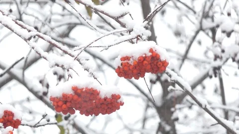 Snow falls on the clusters of mountain ash. 스톡 동영상 118687215
