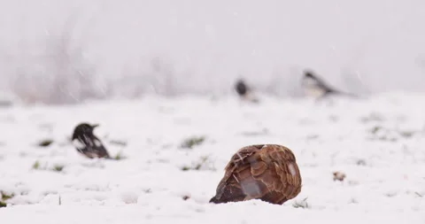 Snow falls on a common buzzard and magpies on ground Stock Footage 266156035