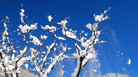 Snow falls down from snowy tree branches and sparrows fly. Stock Footage 145967066