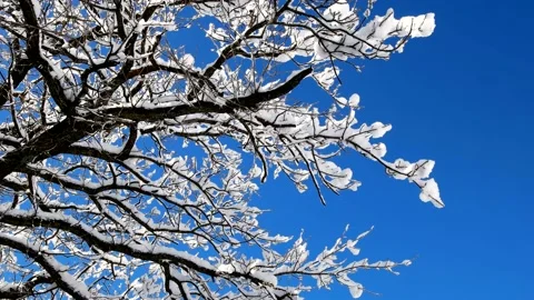 Snow falls down from snowy tree branches and sparrows fly. Vidéo 145967129