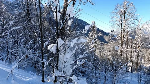 Snow falls down from the tree. Slow motion Stock Footage 145745517