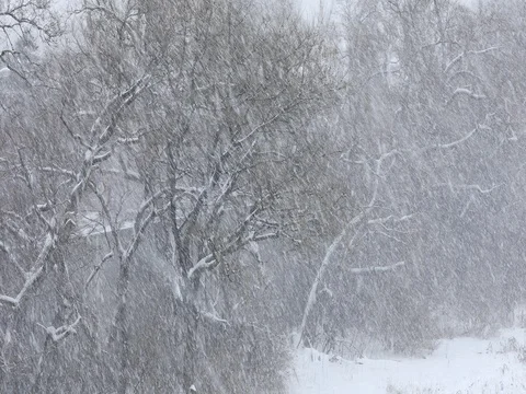 Snow falls during a winter blizzard Stock Footage 77531221