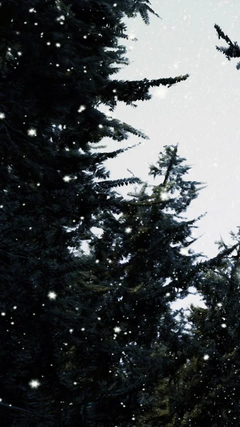 Snow falls on evergreen trees in winter forest during daylight hours Video stock 331369099