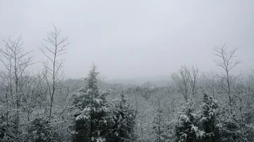 Snow Falls onto a Fir Tree Forest in a Picturesque Winter Scene in 4K Stock Footage 85711956
