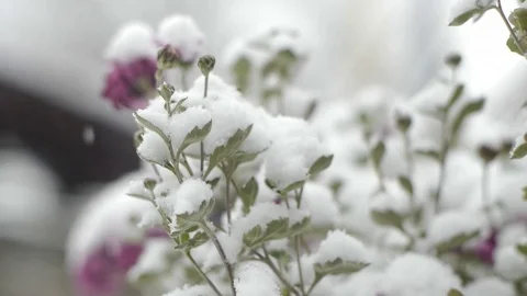 Snow falls on flowers Stock Footage 70835808