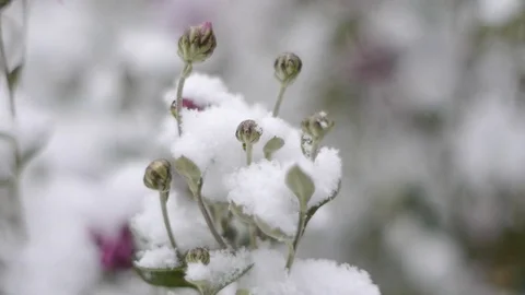 Snow falls on flowers Stock Footage 71320518