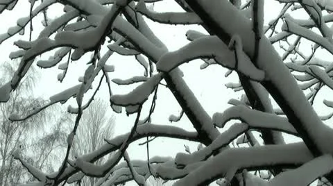 Snow falls Stock Footage 16326682