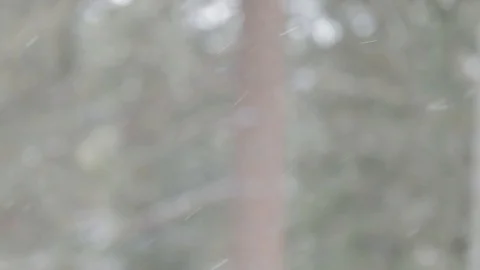 Snow falls in forest in Big Bear, California Stock Footage 85538789