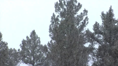 Snow Falls in the Forest Video stock 34428180