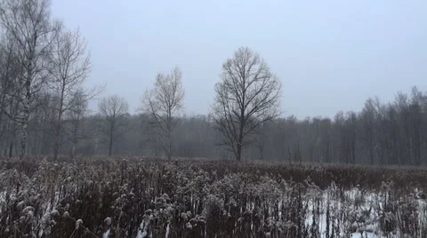 Snow falls in the forest Stock Footage 45866872