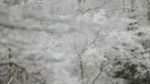 Snow falls in the forest. Vidéo 48437938
