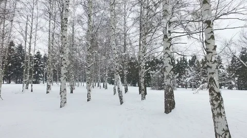 Snow falls in the forest Video stock 101111007
