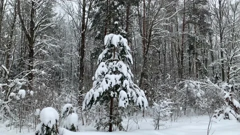 Snow falls in the forest Stock Footage 148312874