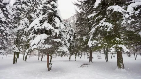 Snow falls in the forest Stock-Footage 228753959