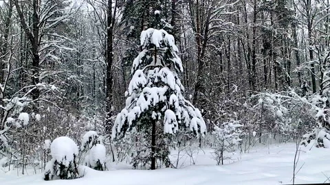 Snow falls in the forest in slow motion 240 fps Stock-Footage 148282670