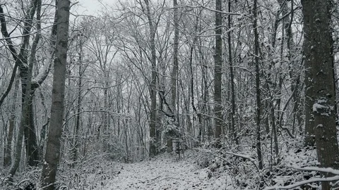 Snow Falls on a Forest Trail in 4K Stock Footage 85707266