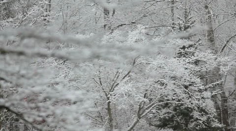 Snow falls in the forest.  Transition 動画素材 48443849