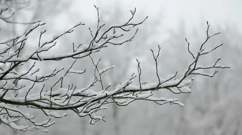 Snow falls in the forest.  Transition Vidéo 48443863