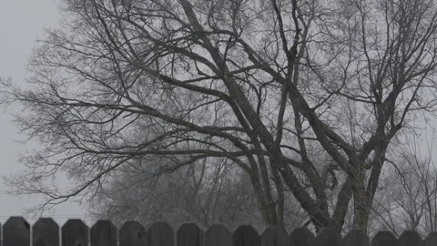 Snow Falls in front of Large Tree Stock Footage 302315304