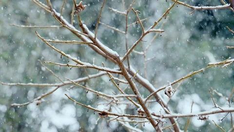 Snow falls gently on the branches of a tree in a park Stock Footage 86091906