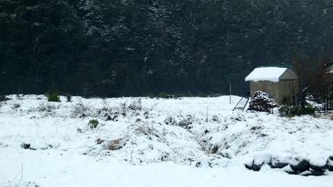 Snow falls gently in a cold forest Stock Footage 90120251