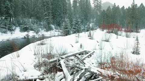 Snow falls gently over creek in PNW pine forest, tilt up Stock Footage 171708036