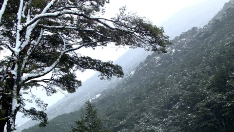 Snow falls gently on a tree, a cold forest behind Stock Footage 90120201