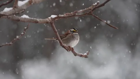 Snow falls gently as a white-throated sparrow sits still on a branch Vídeos de archivo 334664372