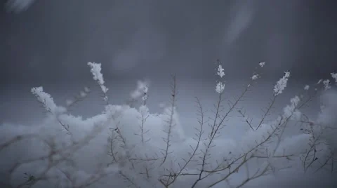 Snow falls on the grass Stock Footage 52924002