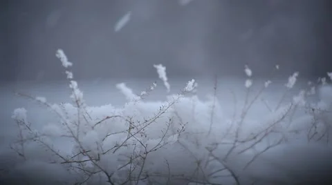 Snow falls on the grass Stock Footage 52924003