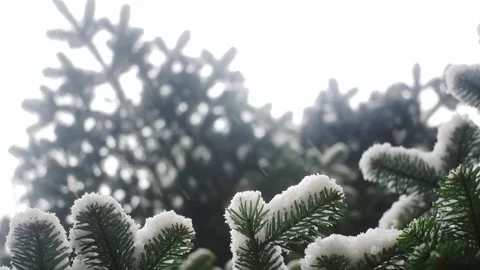 Snow falls on a green pine Stock Footage 153035996