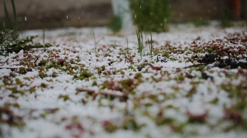 Snow falls to the ground with grass. Stock-Footage 128452457