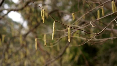 Snow falls on Hazel inflorescences -  close up in slow motion Video stock 171061924