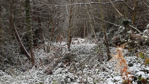 Snow falls in the heart of the forest Stock Footage 85722085