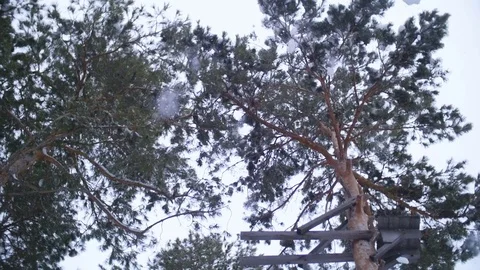 Snow falls from the high pine tree Stock Footage 74484844