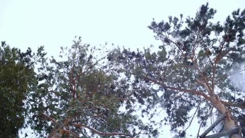 Snow falls from the high pine tree Stock Footage 74485687