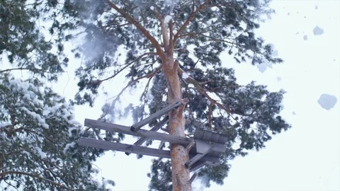 Snow falls from the high pine tree Stock Footage 74505092