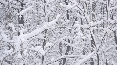 Snow falls in leafless deciduous forest Stock Footage 55772610