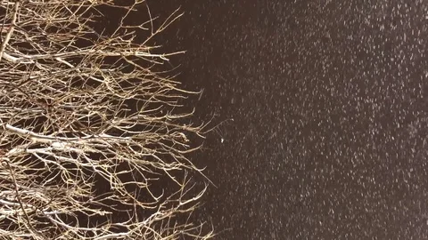 Snow falls next to snowy tree against night sky Stock Footage 121410148