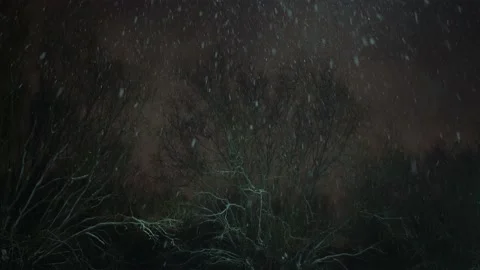 Snow falls at night with winter trees background Stock Footage 150713088