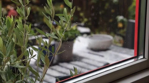 Snow falls on olive branch outside window. Stock Footage 321903963