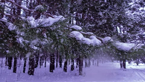Snow falls on a pine branch against the backdrop of a forest and a ski track. Ne 動画素材 229762443